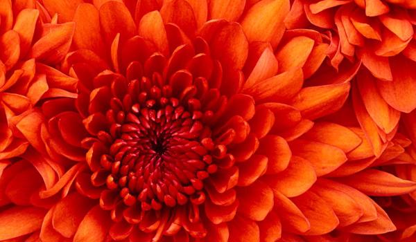 chrysanthemum